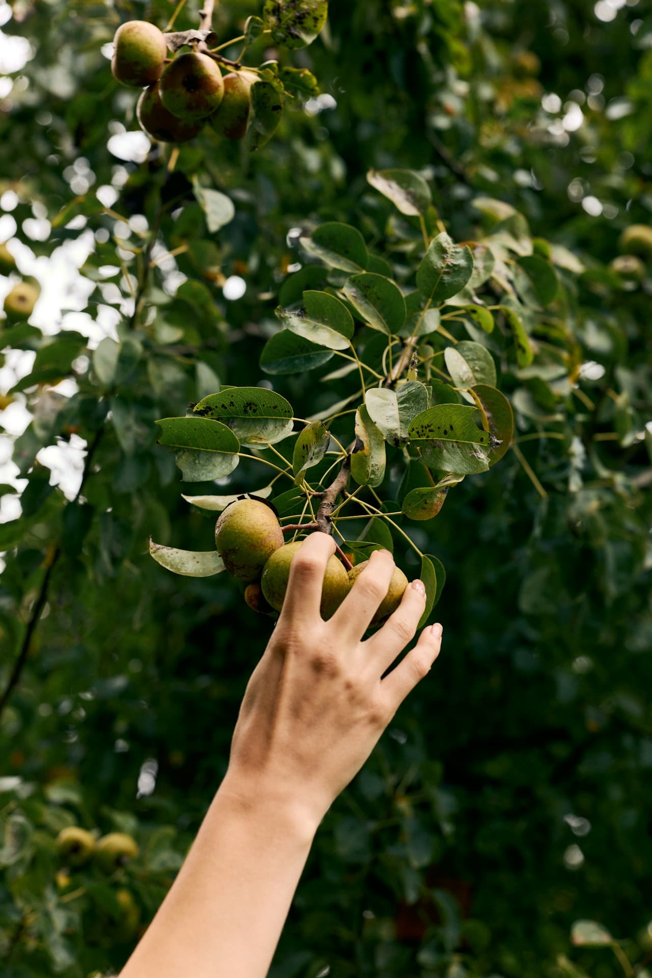 A hand reaching up to pick fresh pears from a tree branch