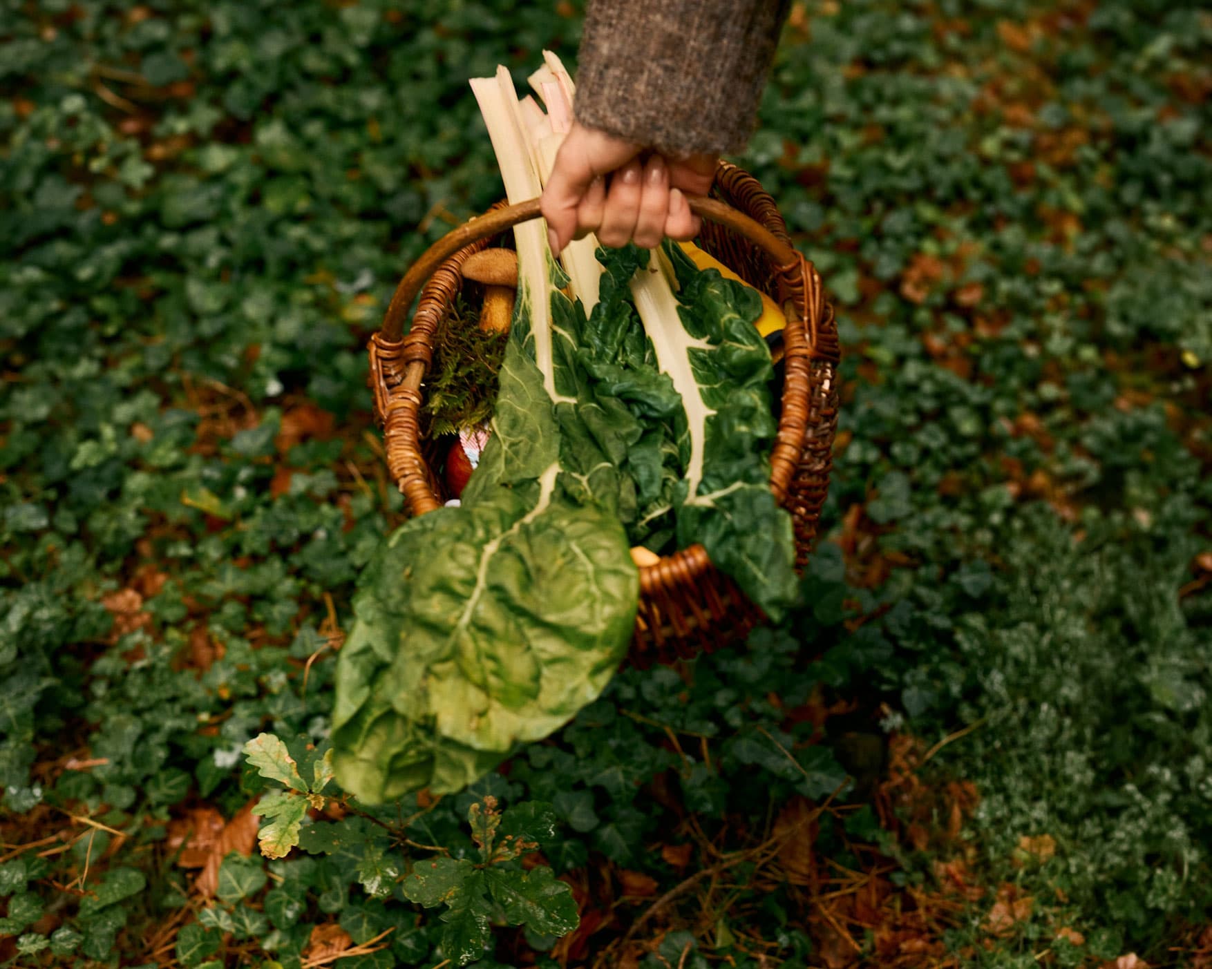 A hand holding a basket overflowing with fresh greens from a local farm